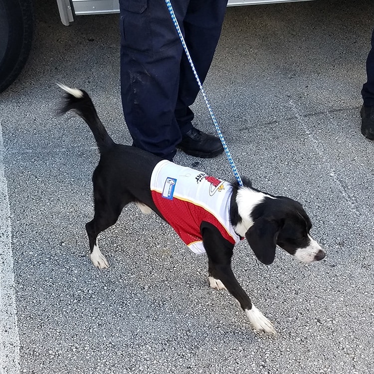 Pet Rescue Airlift | Miami Heat